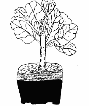 A plant