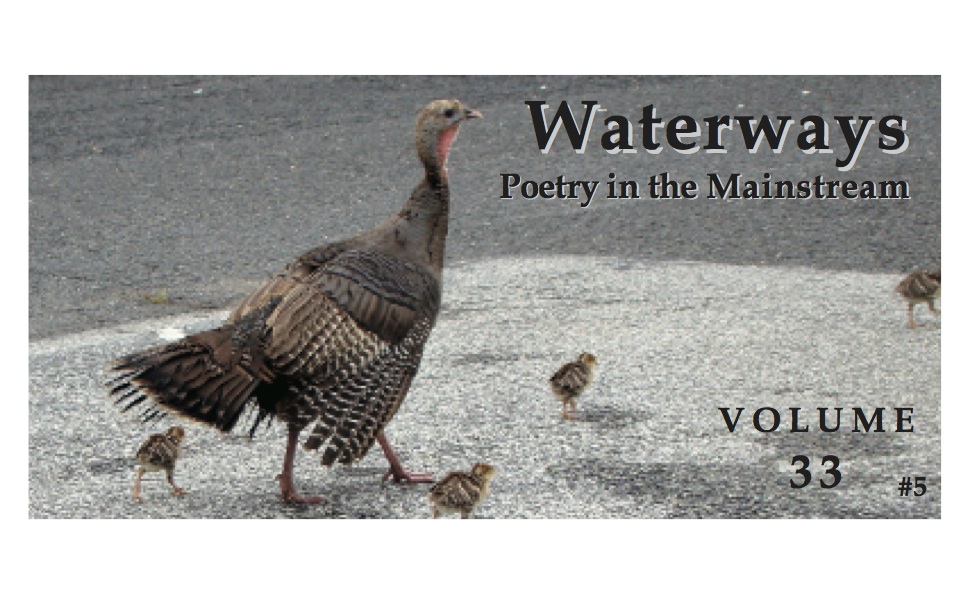number five - wild turkeys in the city