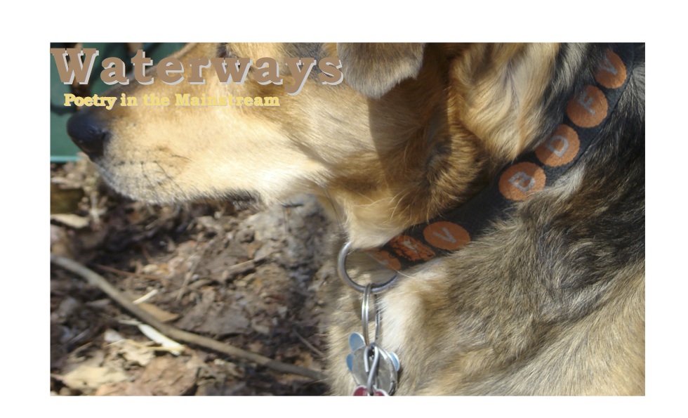 number eleven - Chewie, a shepherd hound mix, in profile