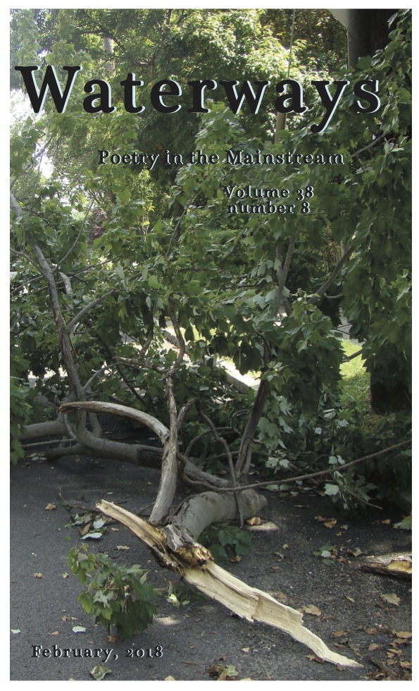 cover to issue 8 a fallen tree